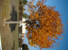automne2007